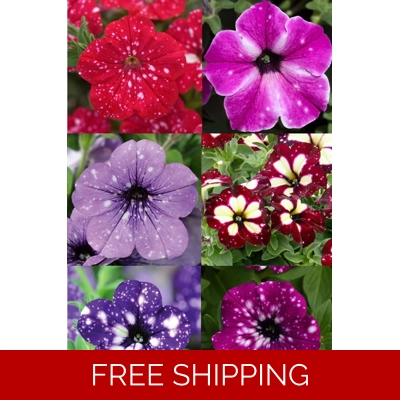 Petunia Sky Semi-trailing